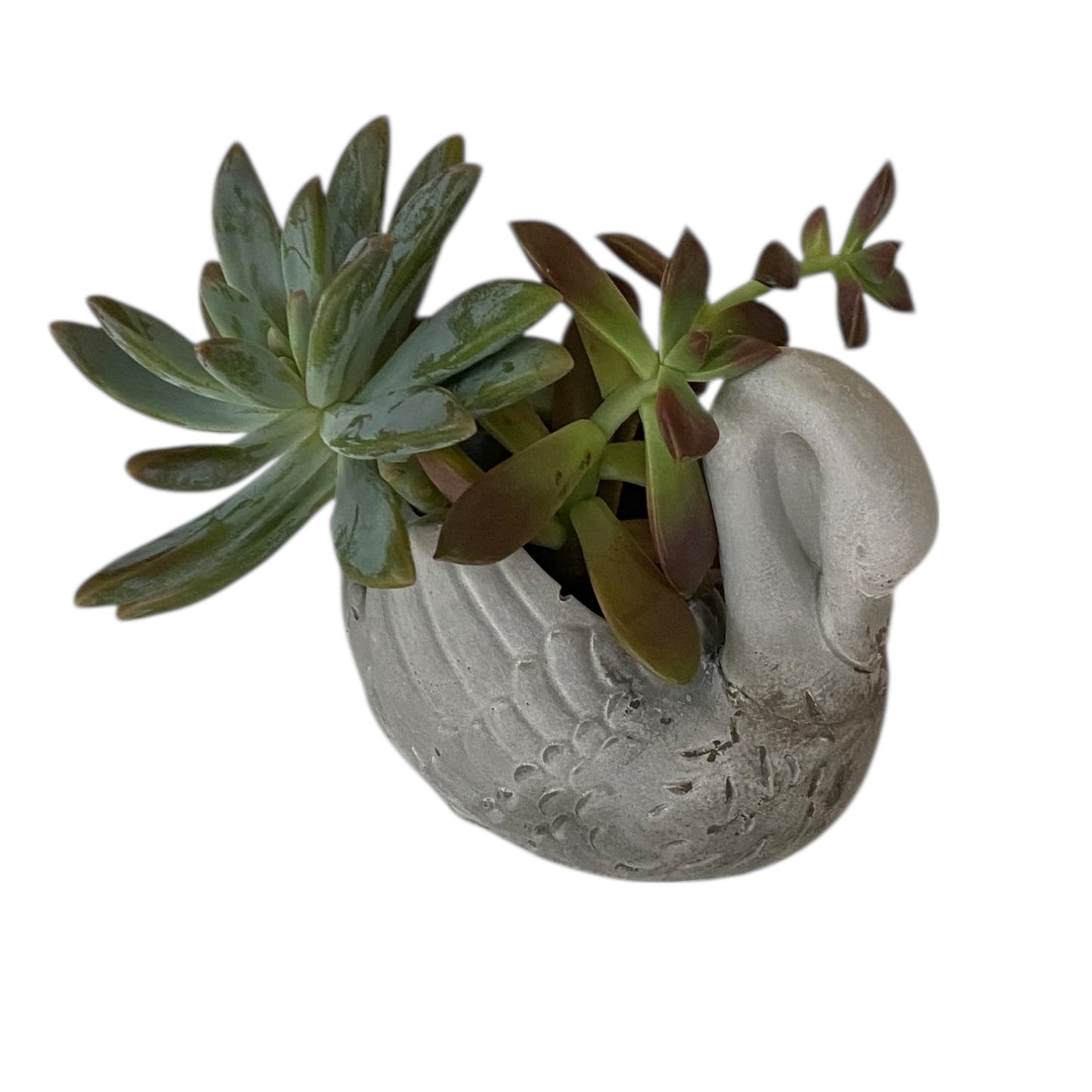 Planter Pot Swan Bird Aussie Handmade Concrete