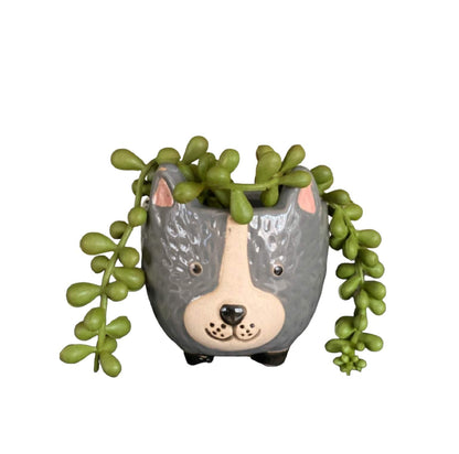 Plant Pot Planter Dog Rufus - The Renmy Store Homewares & Gifts 