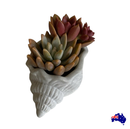 Planter Pot Shell Coastal Aussie Handmade Concrete