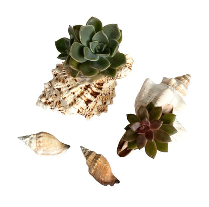 Shell Set Real Ornament Succulent Air Plant Planter Pot - The Renmy Store Homewares & Gifts 