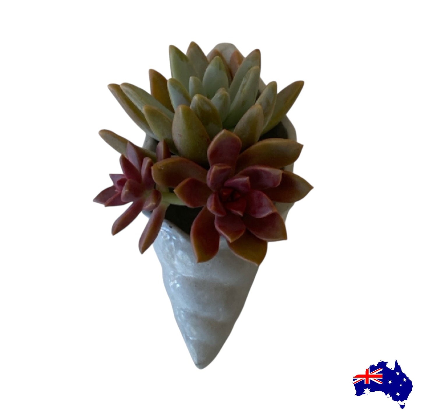 Planter Pot Shell Long Aussie Handmade Concrete