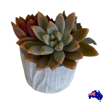 Planter Pot Round Rustic Texture Holder Aussie Handmade Concrete