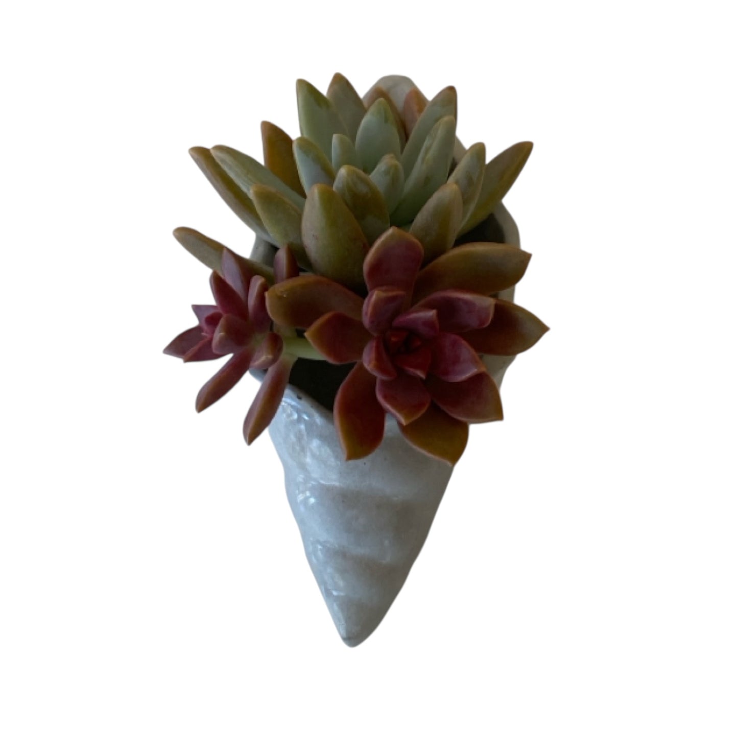 Pure Beeswax Shell Candle Set of 2 Beach Aussie Handmade