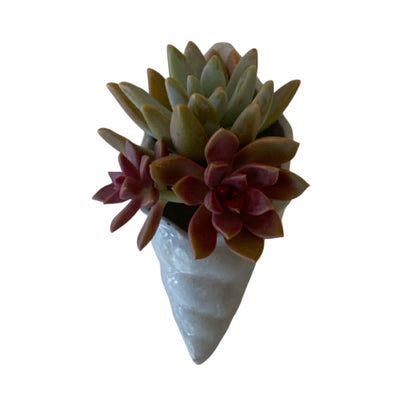 Pure Beeswax Shell Candle Set of 2 Beach Aussie Handmade