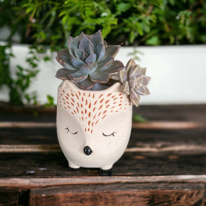 Plant Pot Planter Hedgehog Harold - The Renmy Store Homewares & Gifts 