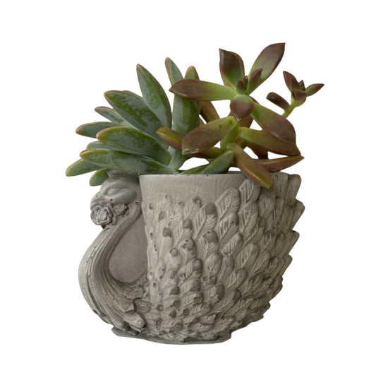 Planter Pot Peacock Bird Aussie Handmade Concrete