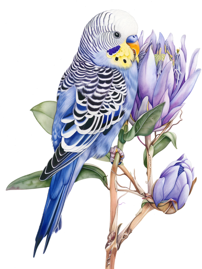 Blue Budgie Bird Custom Personalised Sign | Aussie Made | Australian Native Bird House Decor