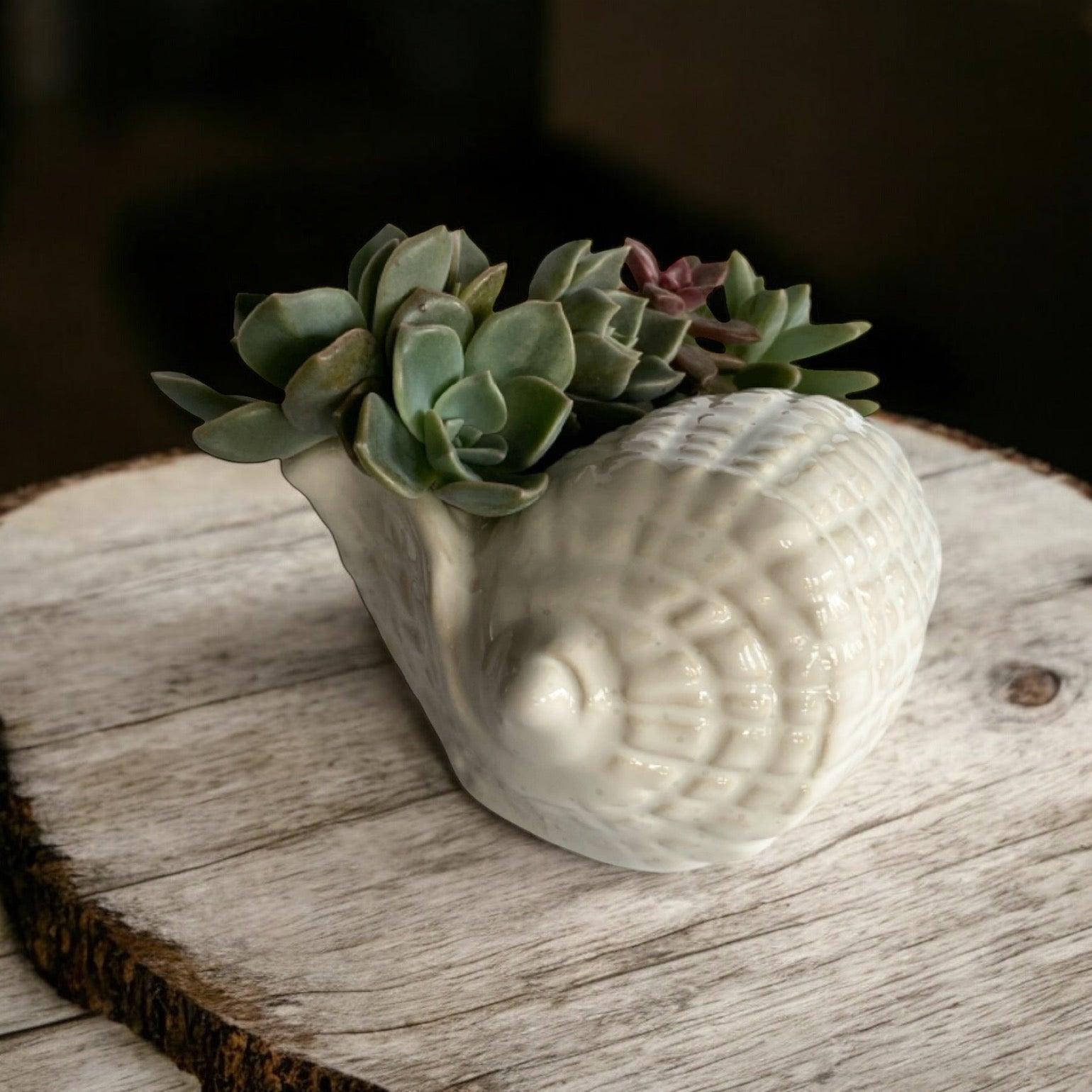 Shell Ornament Pot Planter Succulents Air Plants - The Renmy Store Homewares & Gifts 