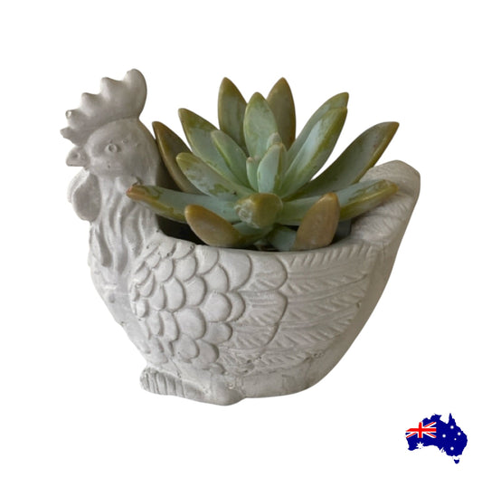 Planter Pot Rooster Chicken Aussie Handmade Concrete
