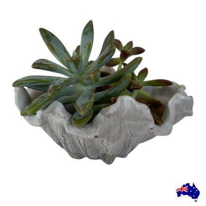 Soap Holder Dish Shell Coastal Beach Aussie Handmade Concrete