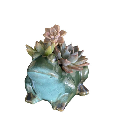 Plant Pot Planter Frog Rupit - The Renmy Store Homewares & Gifts 