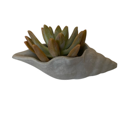 Pure Beeswax Shell Candle Set of 2 Beach Aussie Handmade