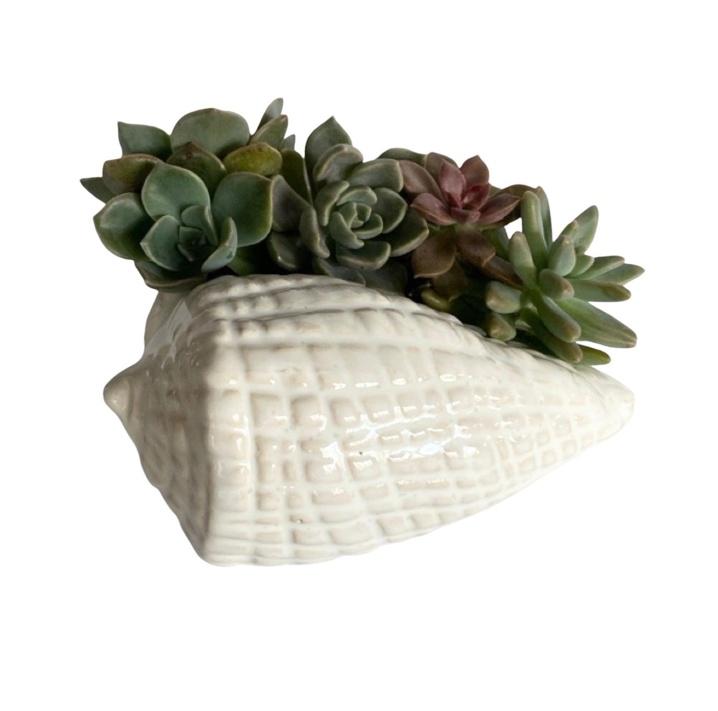 Shell Ornament Pot Planter Succulents Air Plants - The Renmy Store Homewares & Gifts 