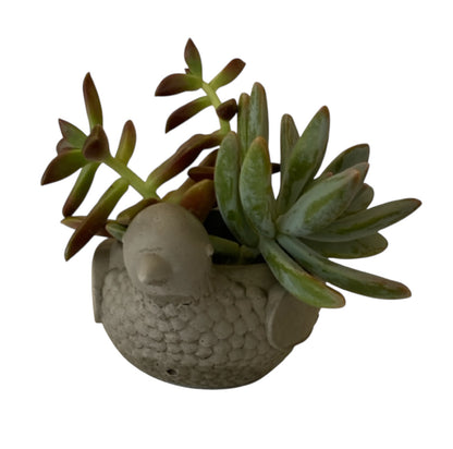 Planter Pot Pigeon Bird Aussie Handmade Concrete