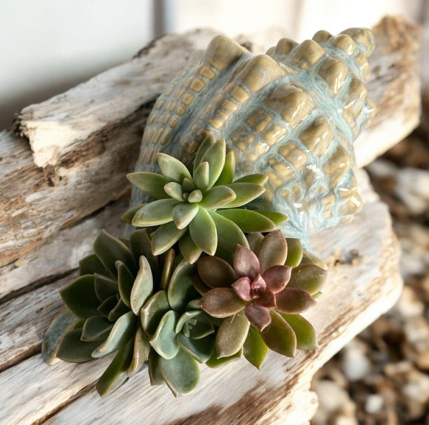 Shell Conch Ocean Ornament Pot Planter Succulents - The Renmy Store Homewares & Gifts 