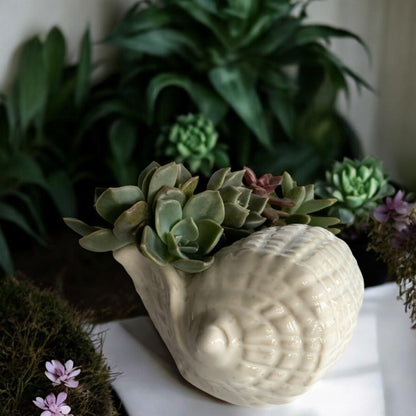 Shell Ornament Pot Planter Succulents Air Plants - The Renmy Store Homewares & Gifts 