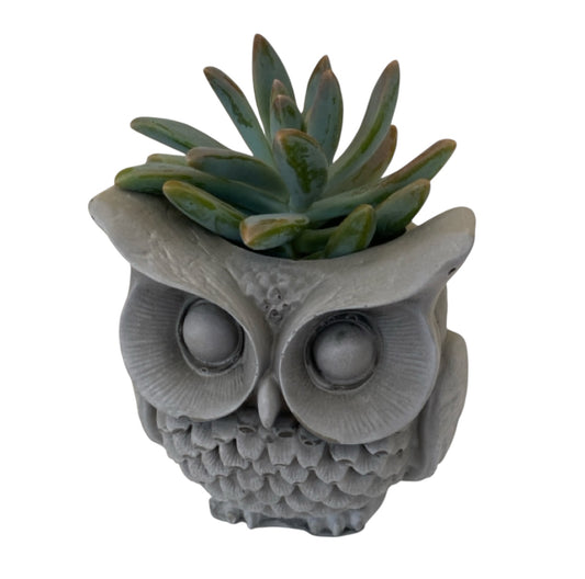 Planter Pot Owl Bird Aussie Handmade Concrete
