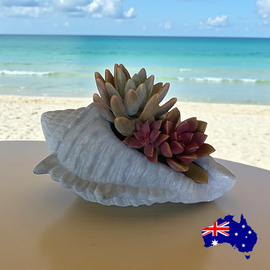 Planter Pot Shell Coastal Beach Aussie Handmade Concrete