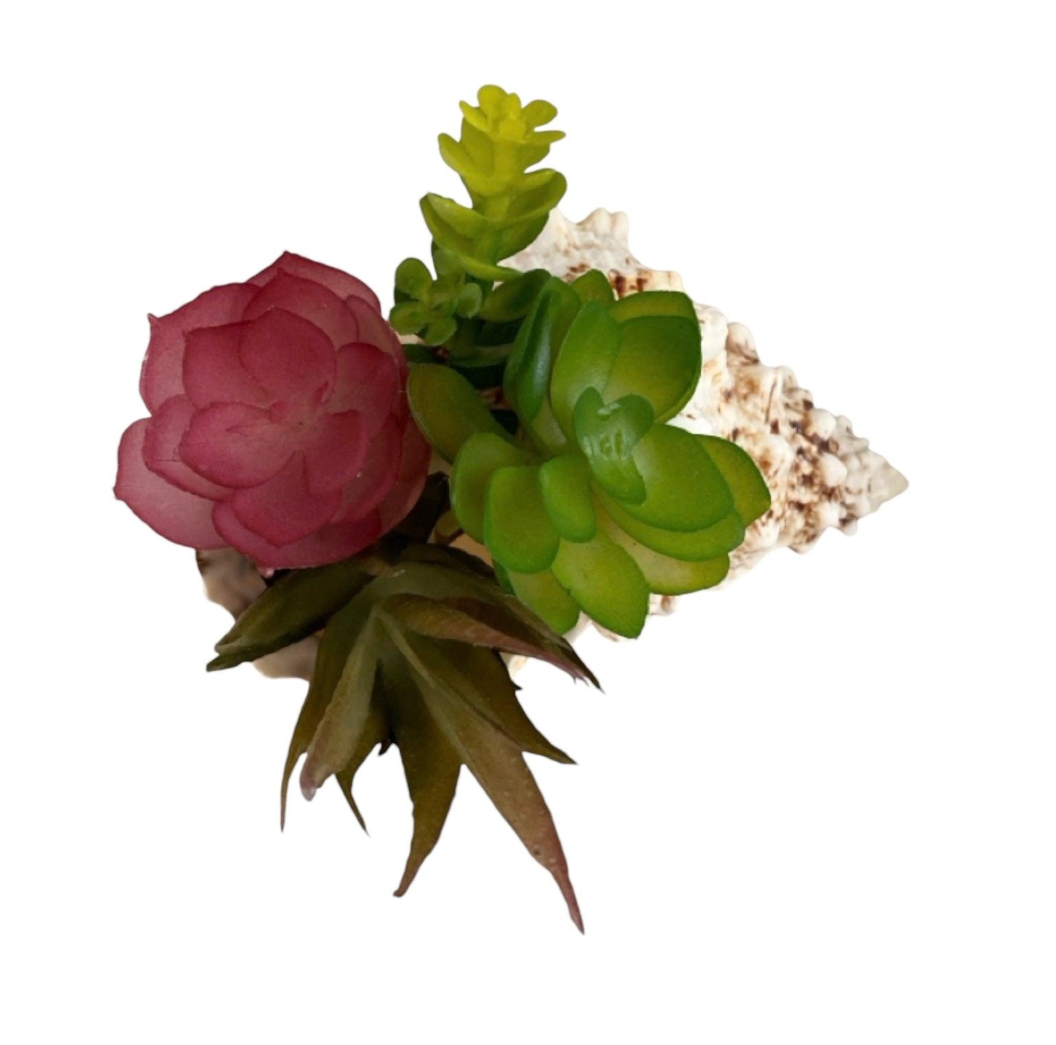 Air Plant Succulent Shell Follow Your Heat Rock Gift - The Renmy Store Homewares & Gifts 