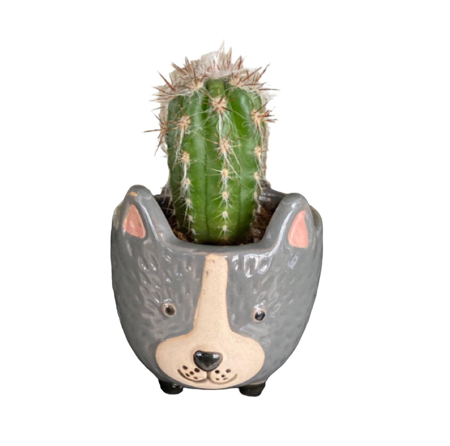 Plant Pot Planter Dog Rufus - The Renmy Store Homewares & Gifts 