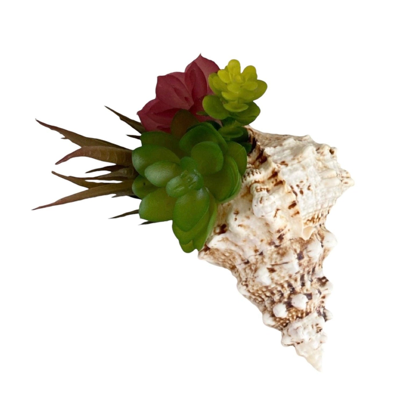 Air Plant Succulent Shell Follow Your Heat Rock Gift - The Renmy Store Homewares & Gifts 