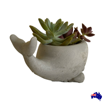 Planter Pot Whale Aussie Handmade Concrete