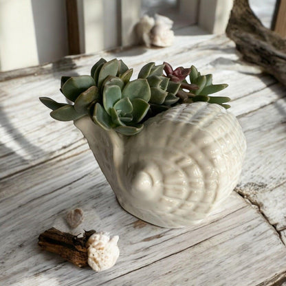 Shell Ornament Pot Planter Succulents Air Plants - The Renmy Store Homewares & Gifts 