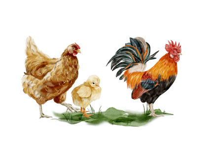 Caution Easily Distracted By Chickens Outdoor Sign | Aussie Made