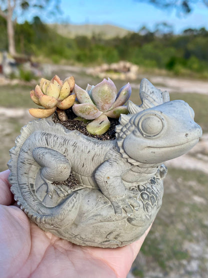 Lizard Planter Pot | Handmade Concrete Succulent Planter | Aussie Made