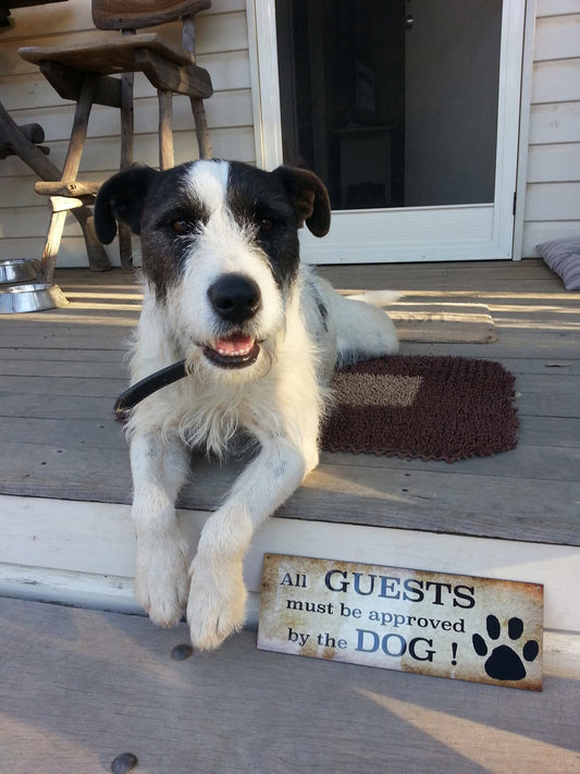 Dog Dogs All Guests Must Be Approved By Sign