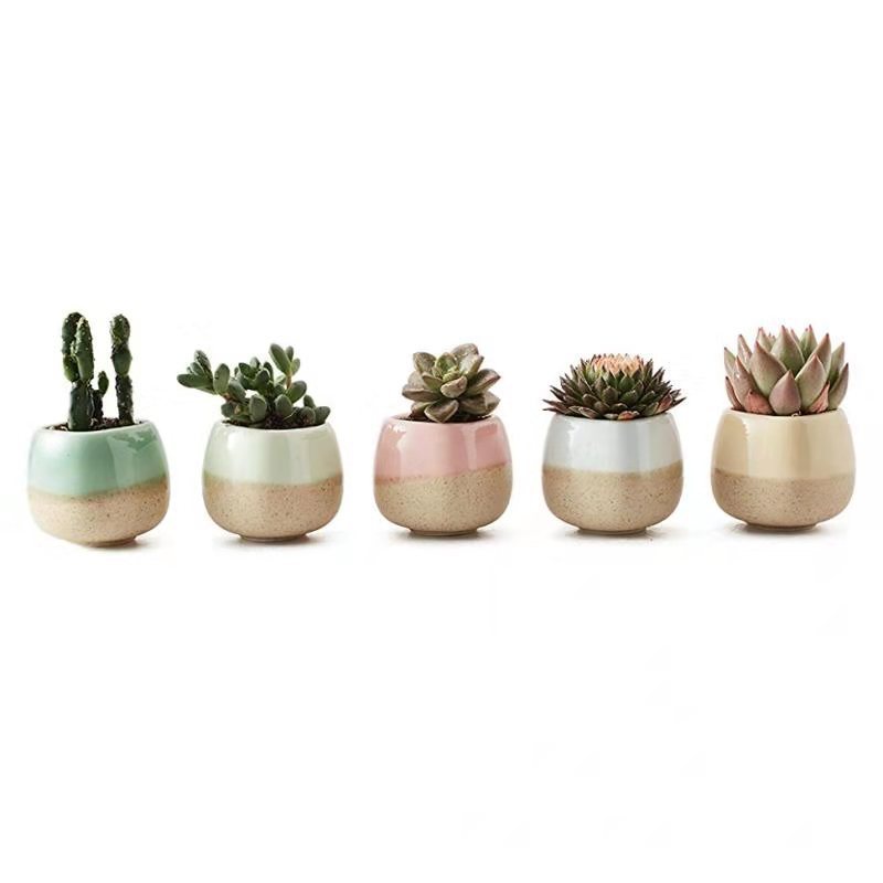 Planter Pot Set of 5 Succulent Cactus Garden
