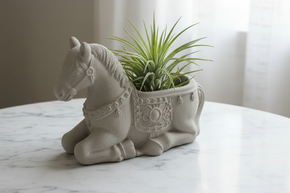 Horse - Air Plant