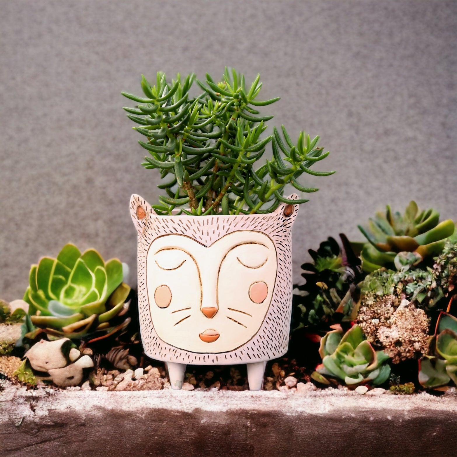 Pot Plant Planter Purrs Cat - The Renmy Store Homewares & Gifts 