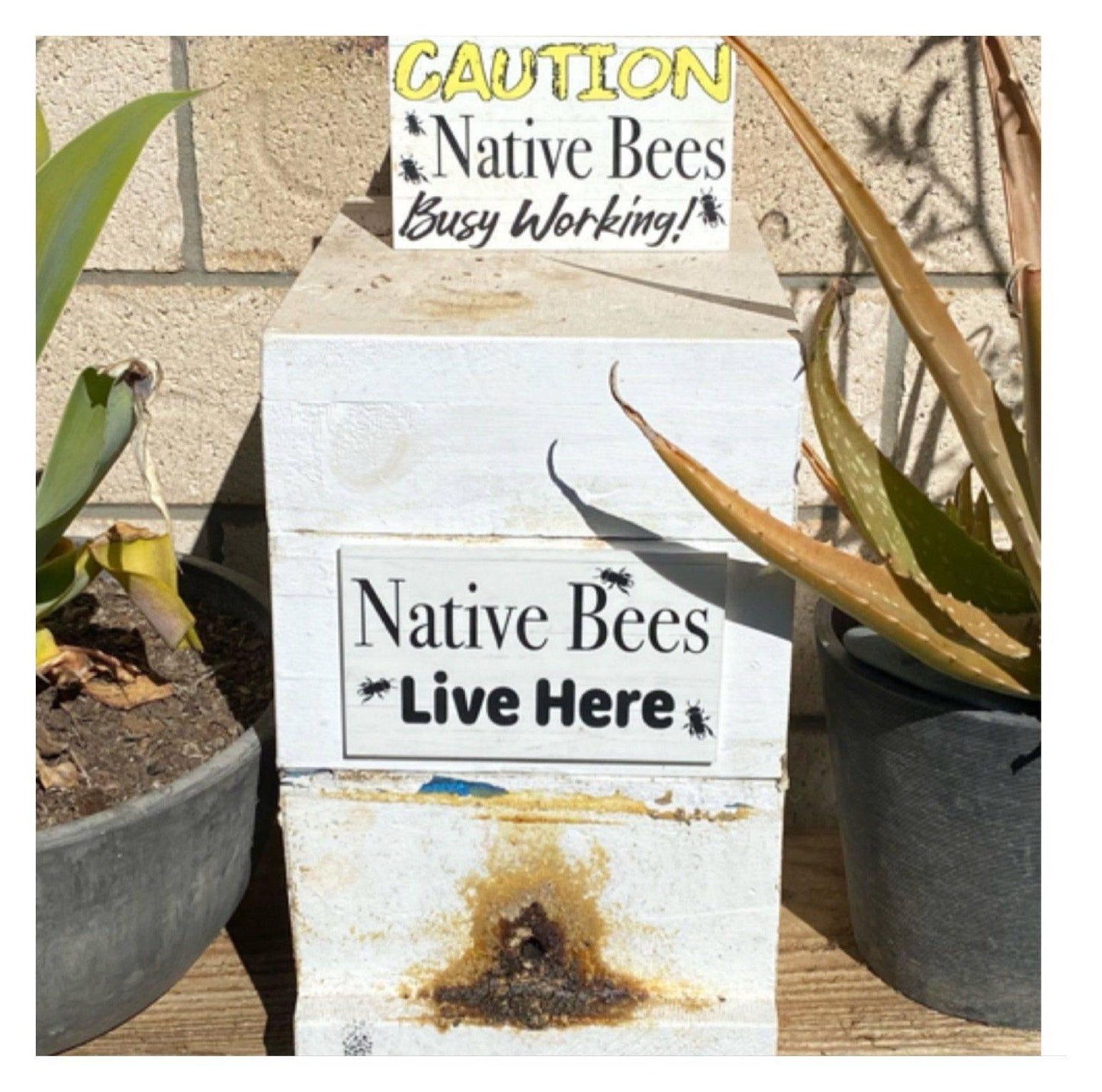 Native Bees Live Here Sign - The Renmy Store Homewares & Gifts 