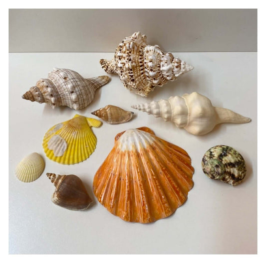 Beach Shell Collection B - The Renmy Store Homewares & Gifts 