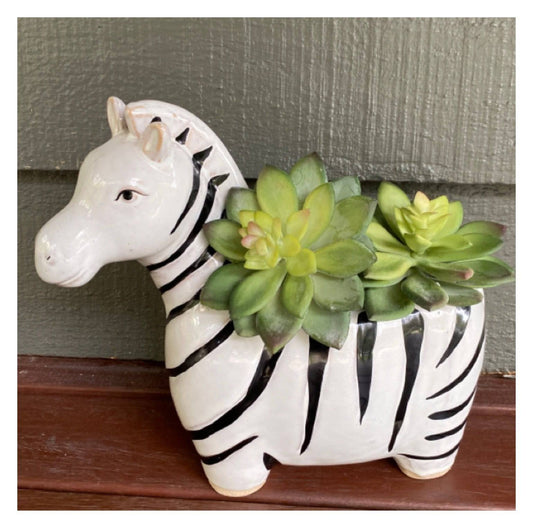 Zebra Leo Plant Pot Planter Garden - The Renmy Store Homewares & Gifts 