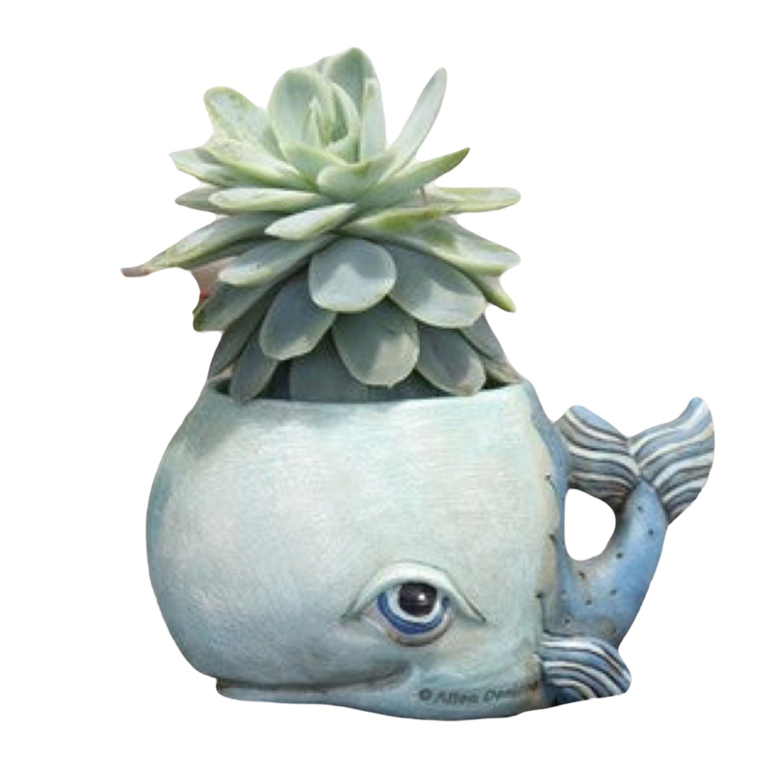 Whale Blue Funky Pot Planter Small - The Renmy Store Homewares & Gifts 