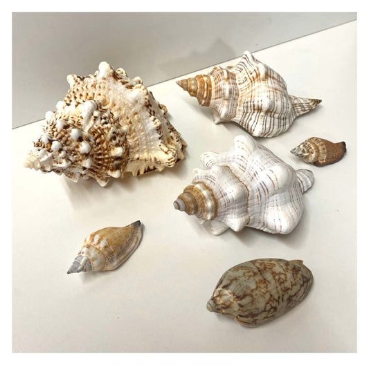 Beach Shell Collection F - The Renmy Store Homewares & Gifts 