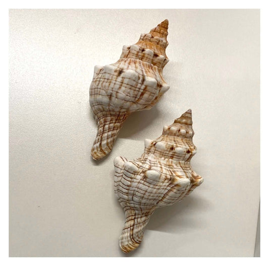 Beach Shell Collection I - The Renmy Store Homewares & Gifts 