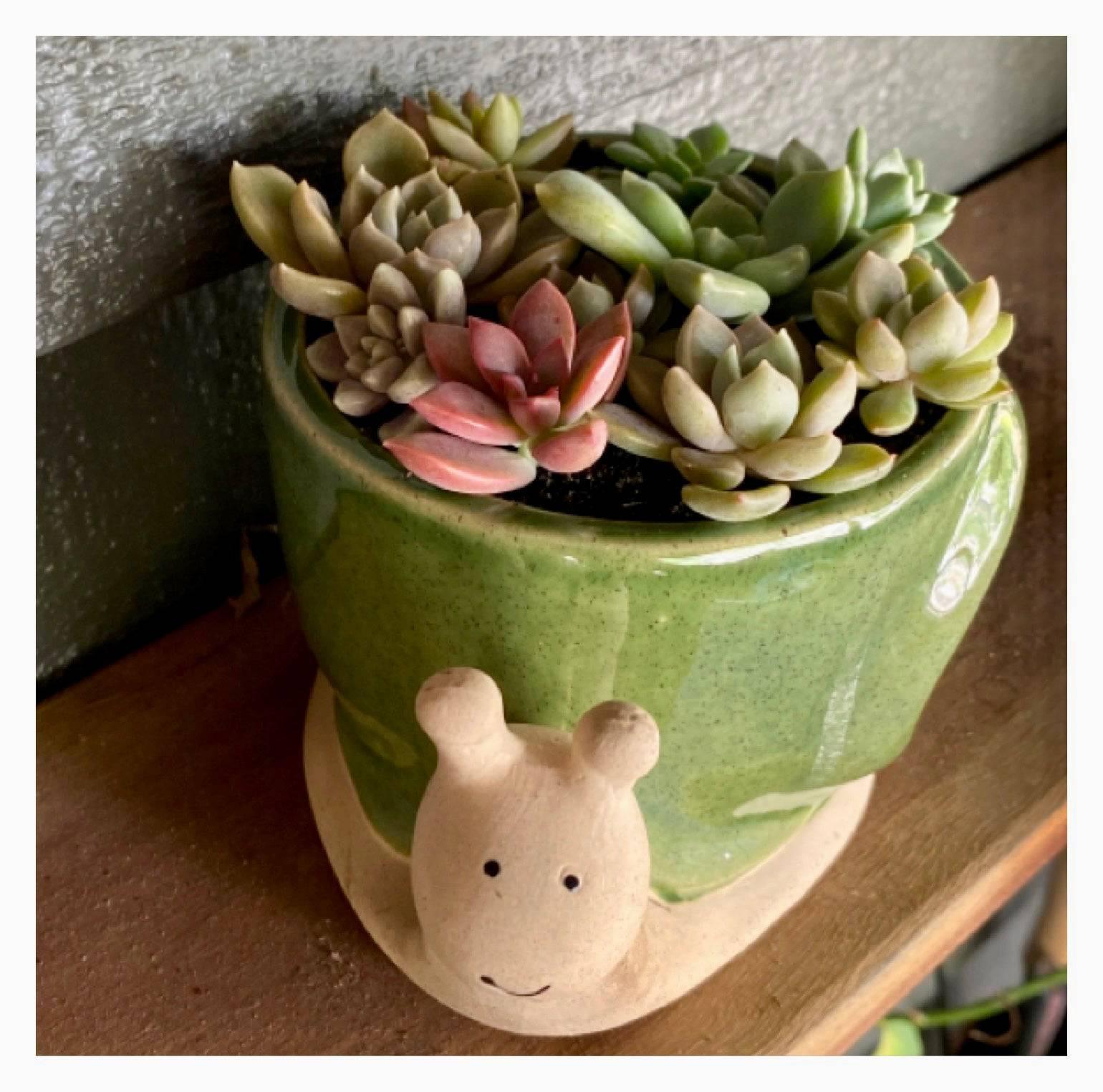 Snail Plant Pot Planter Olive Country - The Renmy Store Homewares & Gifts 