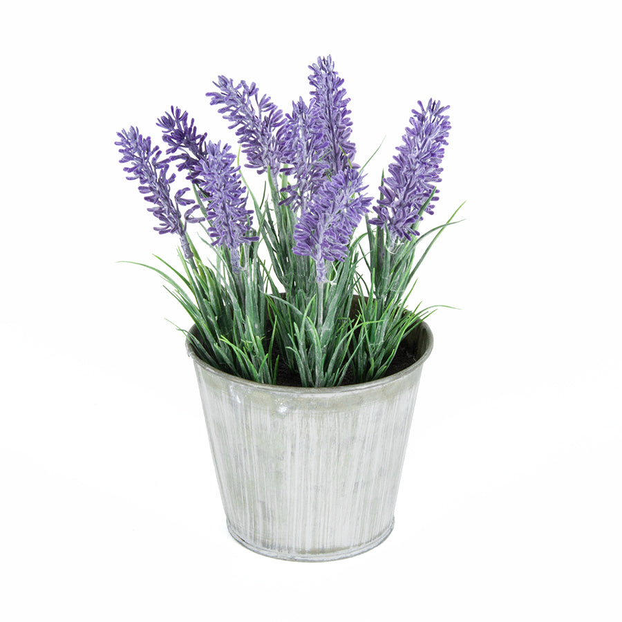 Pot Plant Lavender Country - The Renmy Store Homewares & Gifts 