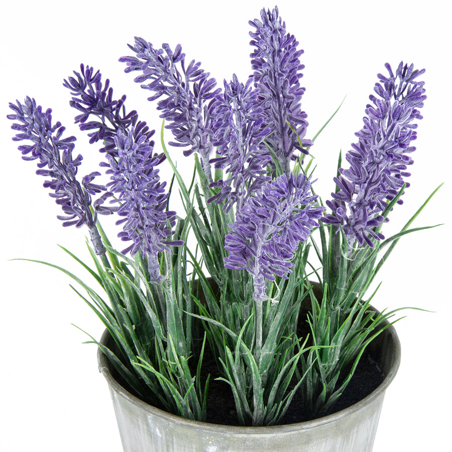 Pot Plant Lavender Country - The Renmy Store Homewares & Gifts 