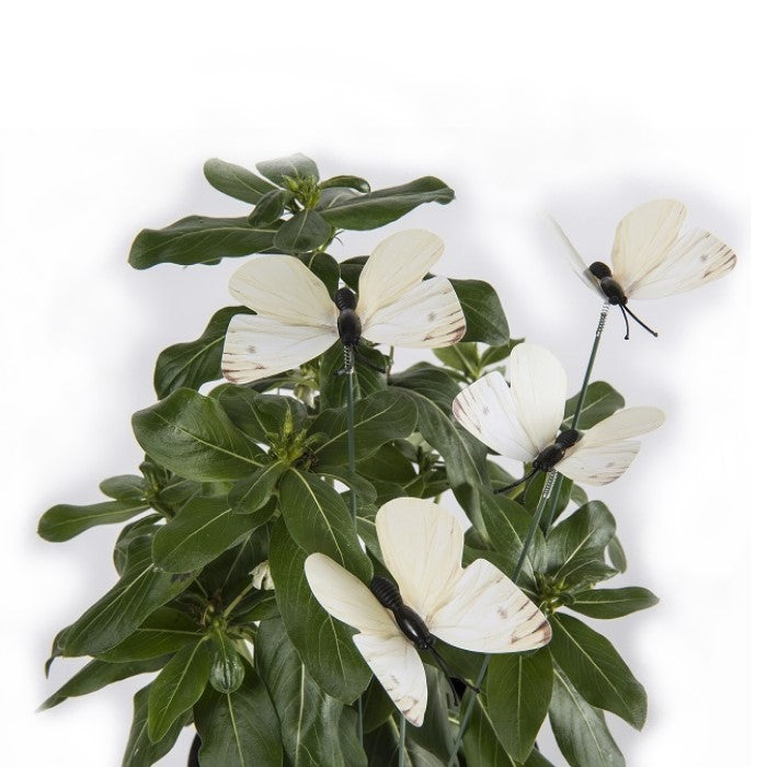 Cabbage Moth Decoy Deterrent Butterfly 6 Sticks Garden - The Renmy Store Homewares & Gifts 