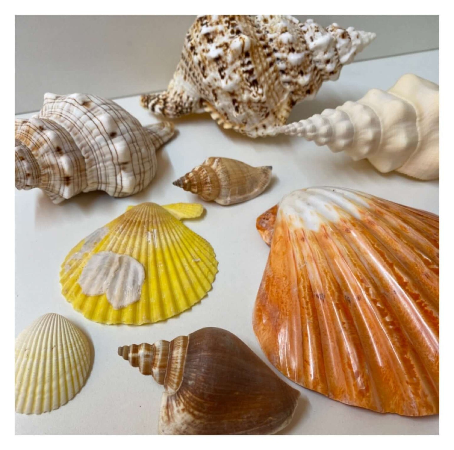 Beach Shell Collection B - The Renmy Store Homewares & Gifts 