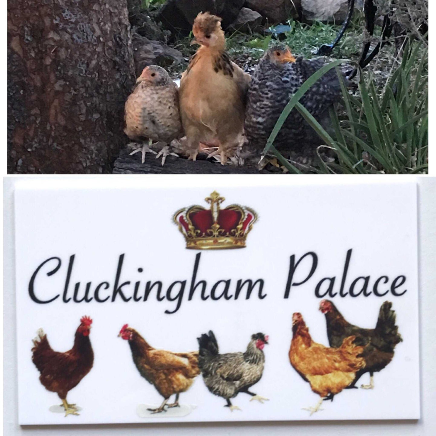 Cluckingham Palace Chicken Coop Sign
