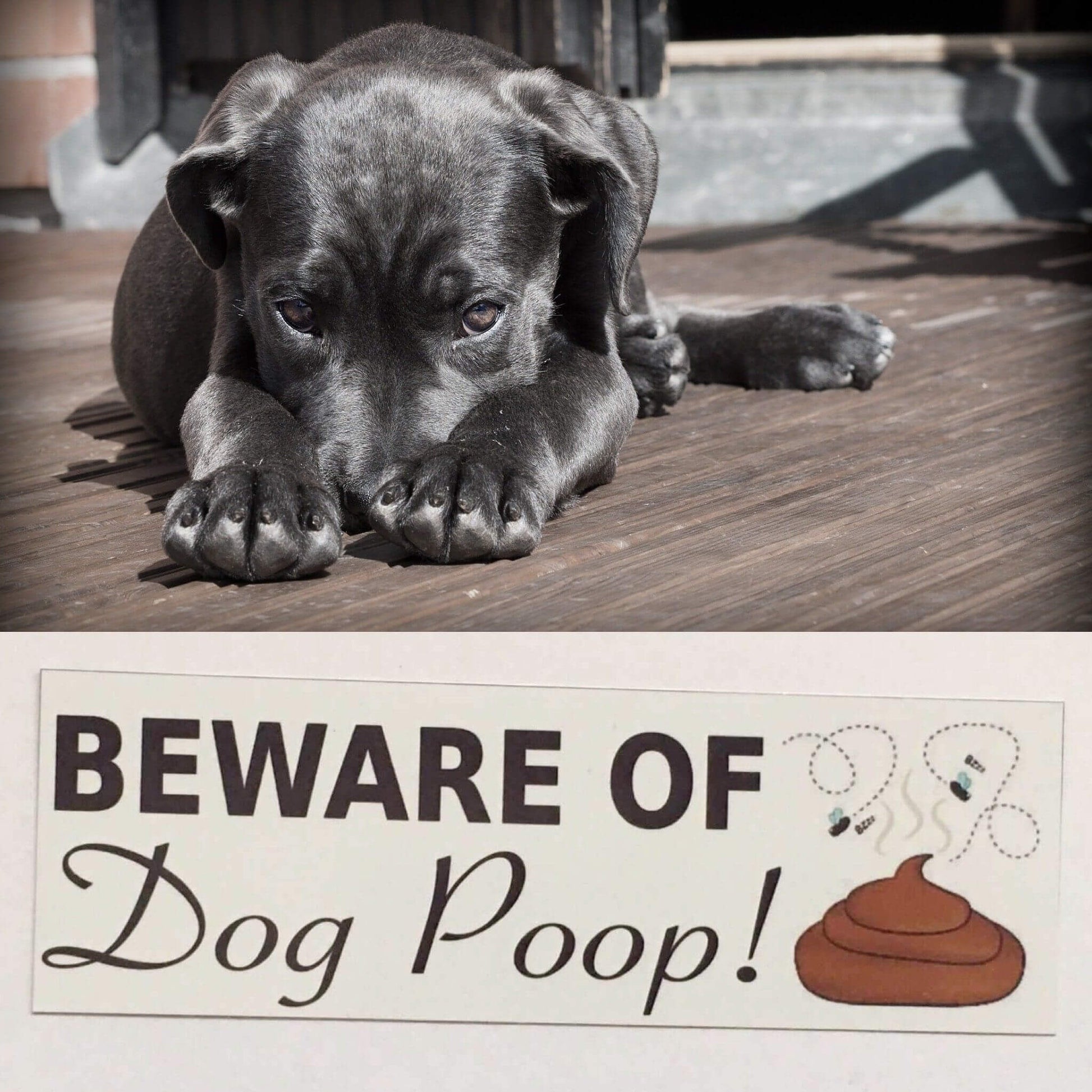 Beware Of Dog Poop Poo Sign