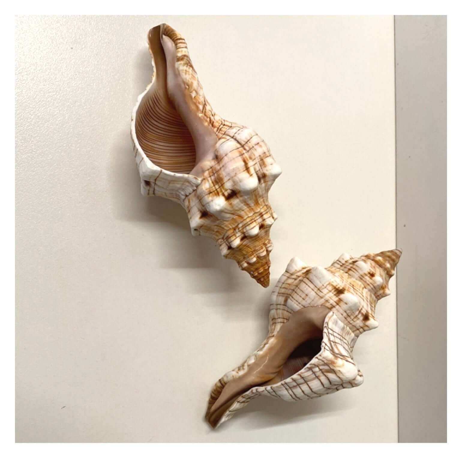 Beach Shell Collection I - The Renmy Store Homewares & Gifts 