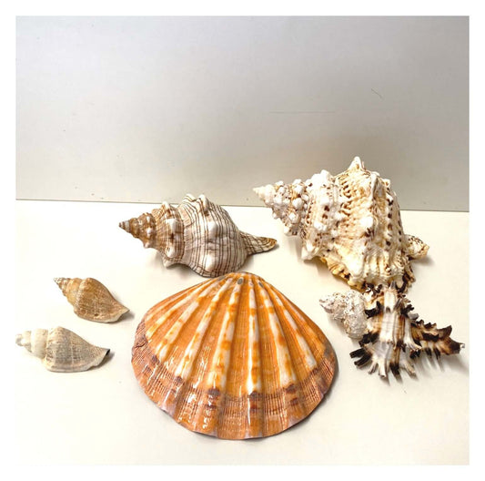 Beach Shell Collection D - The Renmy Store Homewares & Gifts 