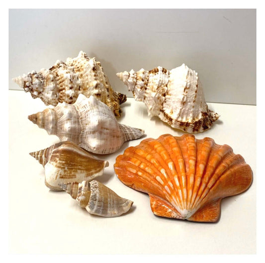 Beach Shell Collection E - The Renmy Store Homewares & Gifts 