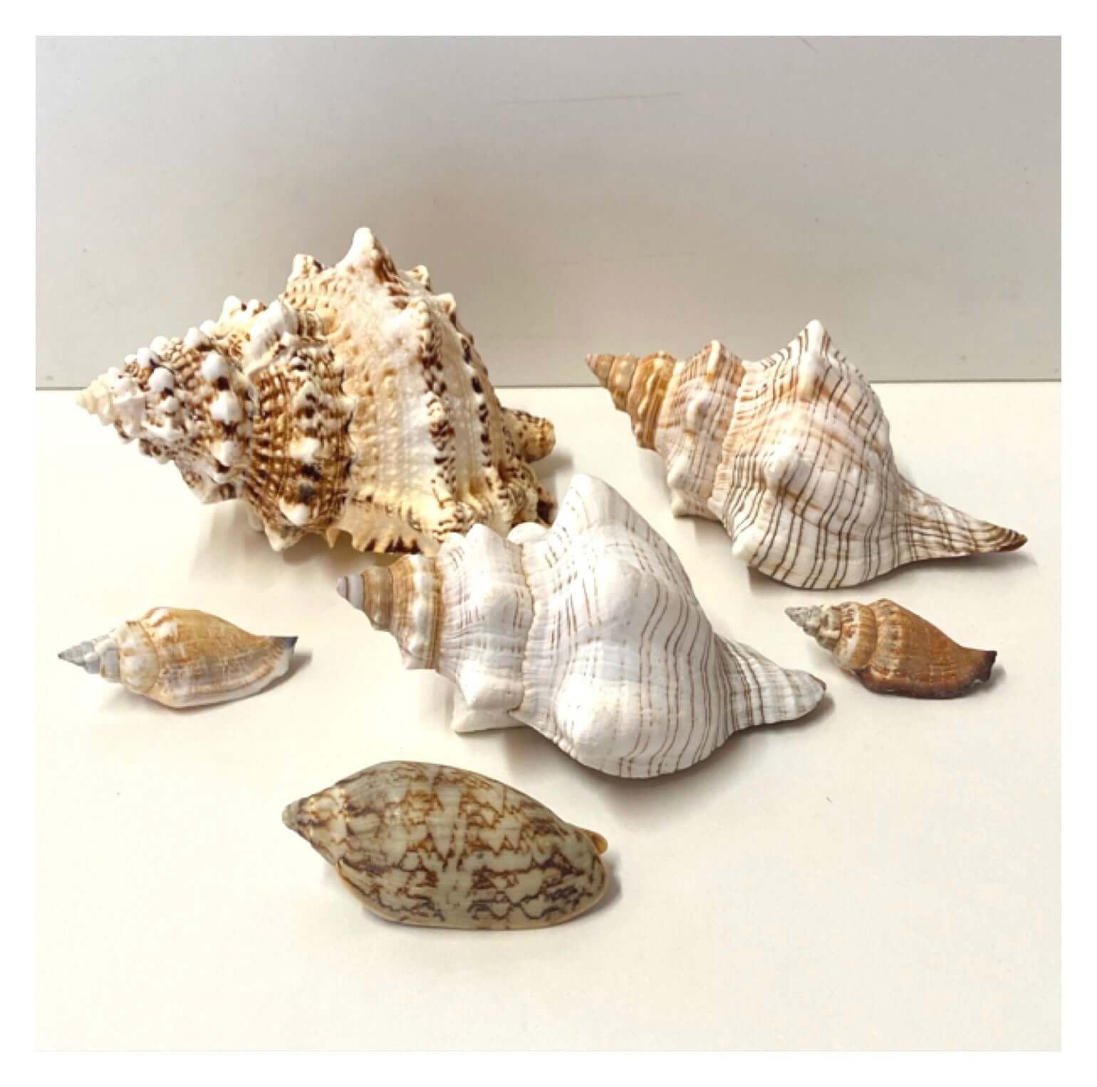 Beach Shell Collection F - The Renmy Store Homewares & Gifts 